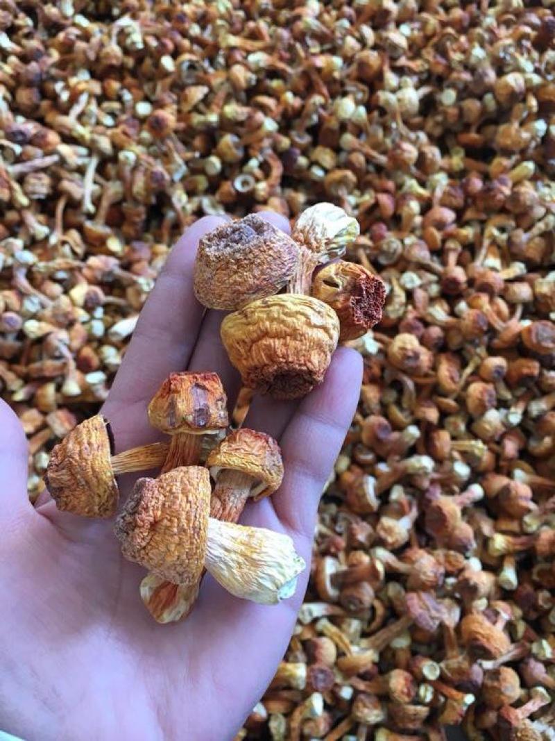 姬菇干货姬松茸菌巴西菇人工种植菌类