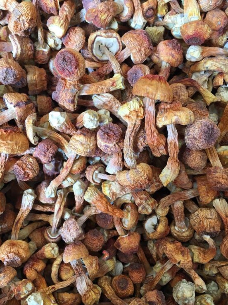 姬菇干货姬松茸菌巴西菇人工种植菌类