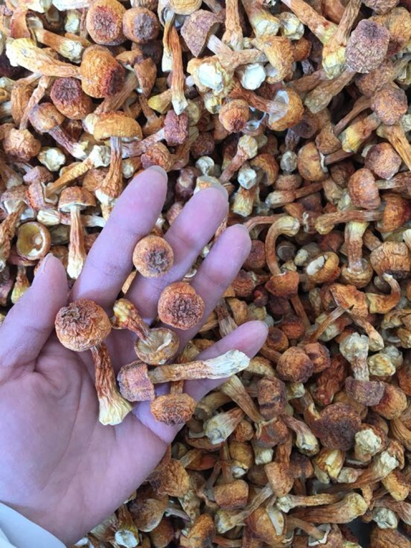 姬菇干货姬松茸菌巴西菇人工种植菌类