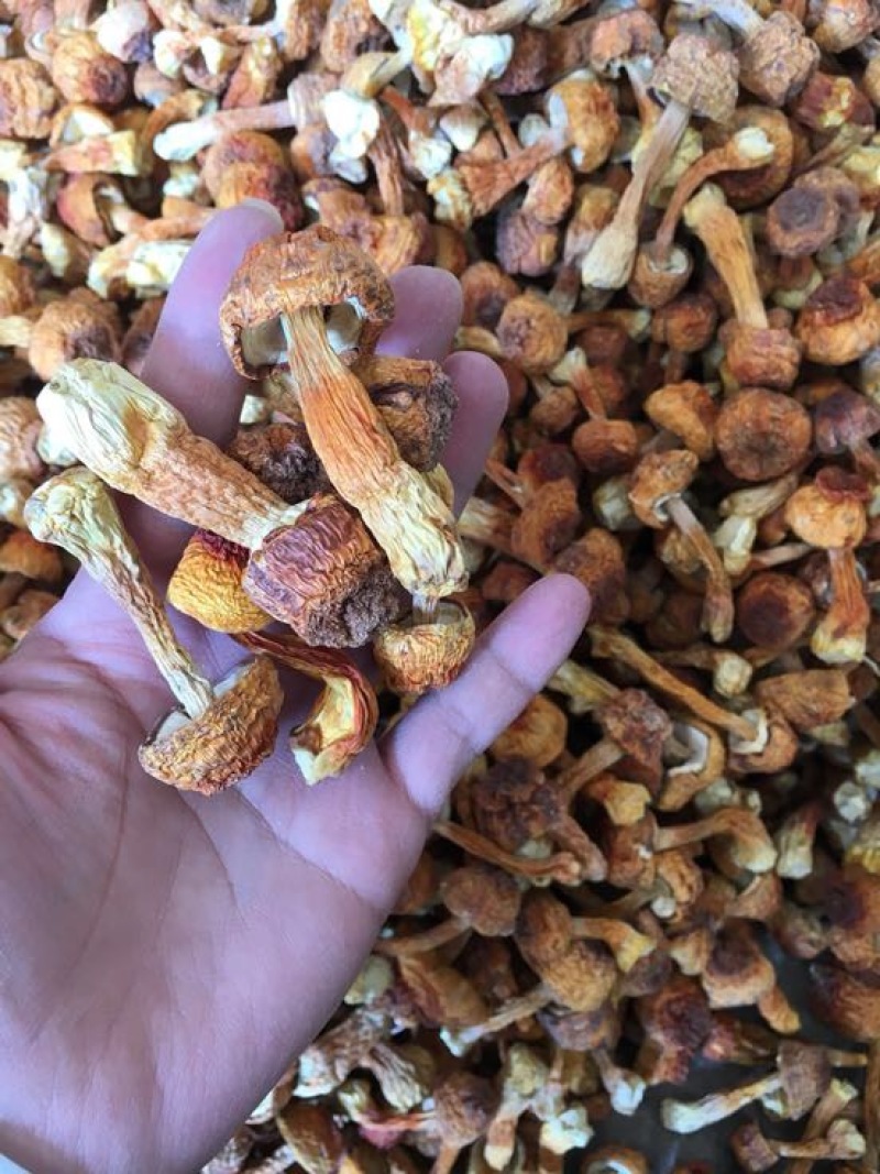 姬菇干货姬松茸菌巴西菇人工种植菌类