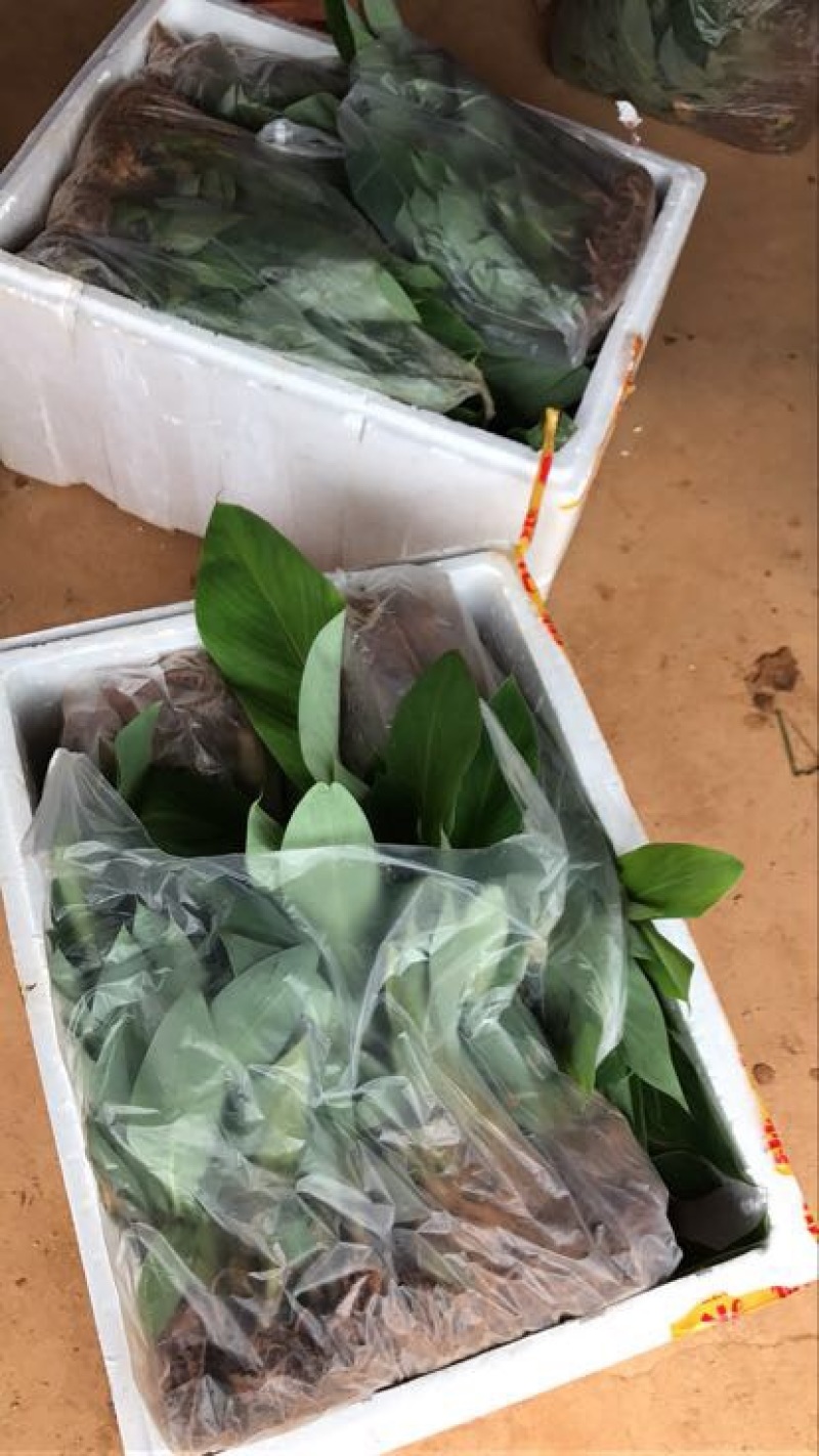 威廉斯香蕉苗巴西香蕉苗、