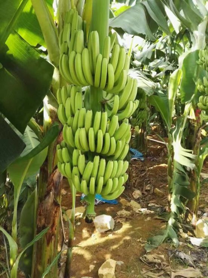 威廉斯香蕉苗巴西香蕉苗、