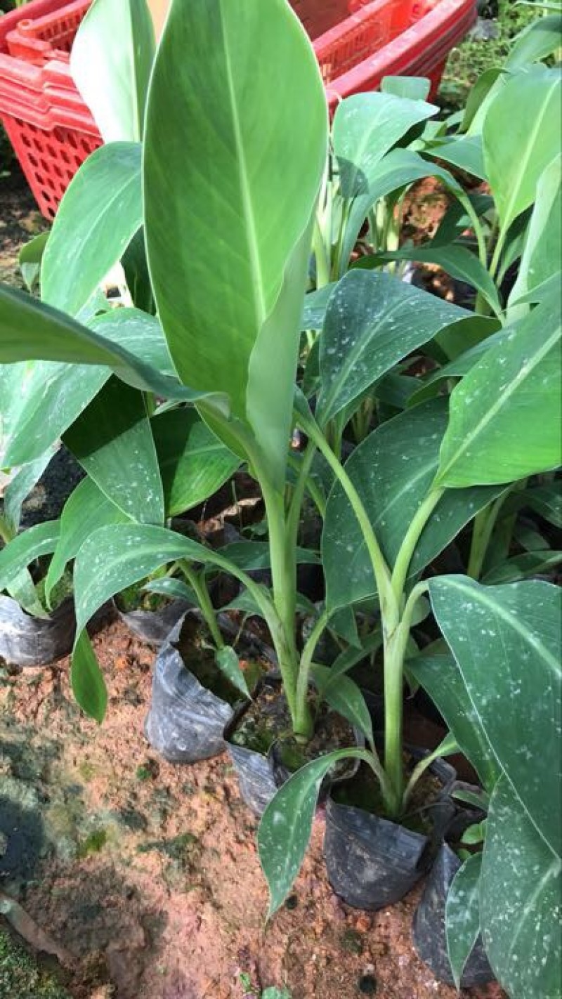 威廉斯香蕉苗巴西香蕉苗、