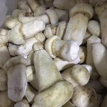 香格里拉冻松茸一级3-5-7-12厘米