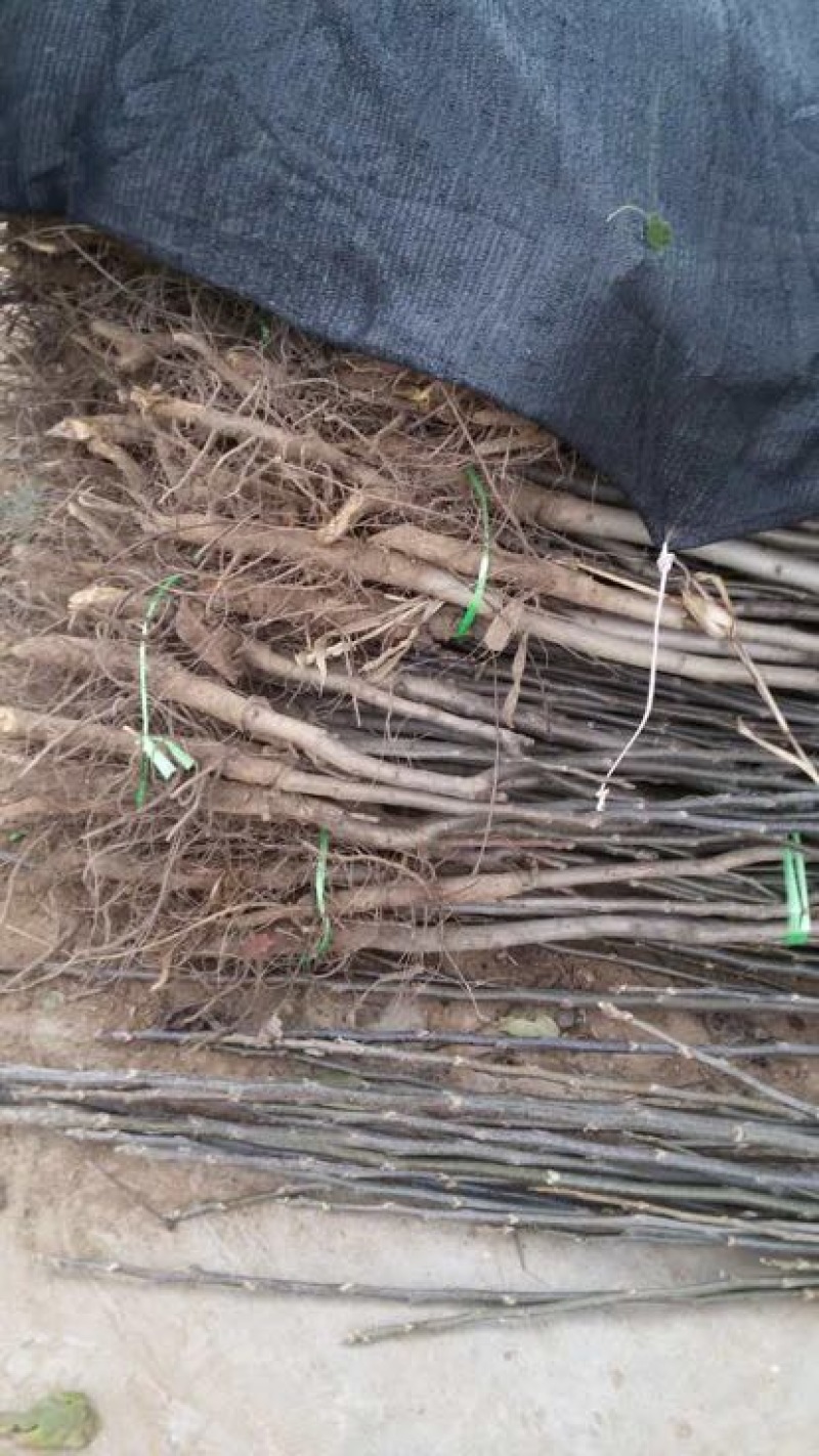 花椒苗0.5~1年苗销售，看货电话聊一聊