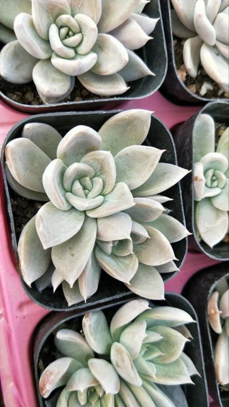 多肉植物含盆
