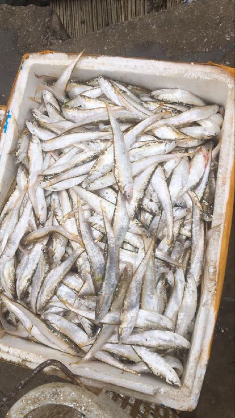 刀鱼冰鲜鱼