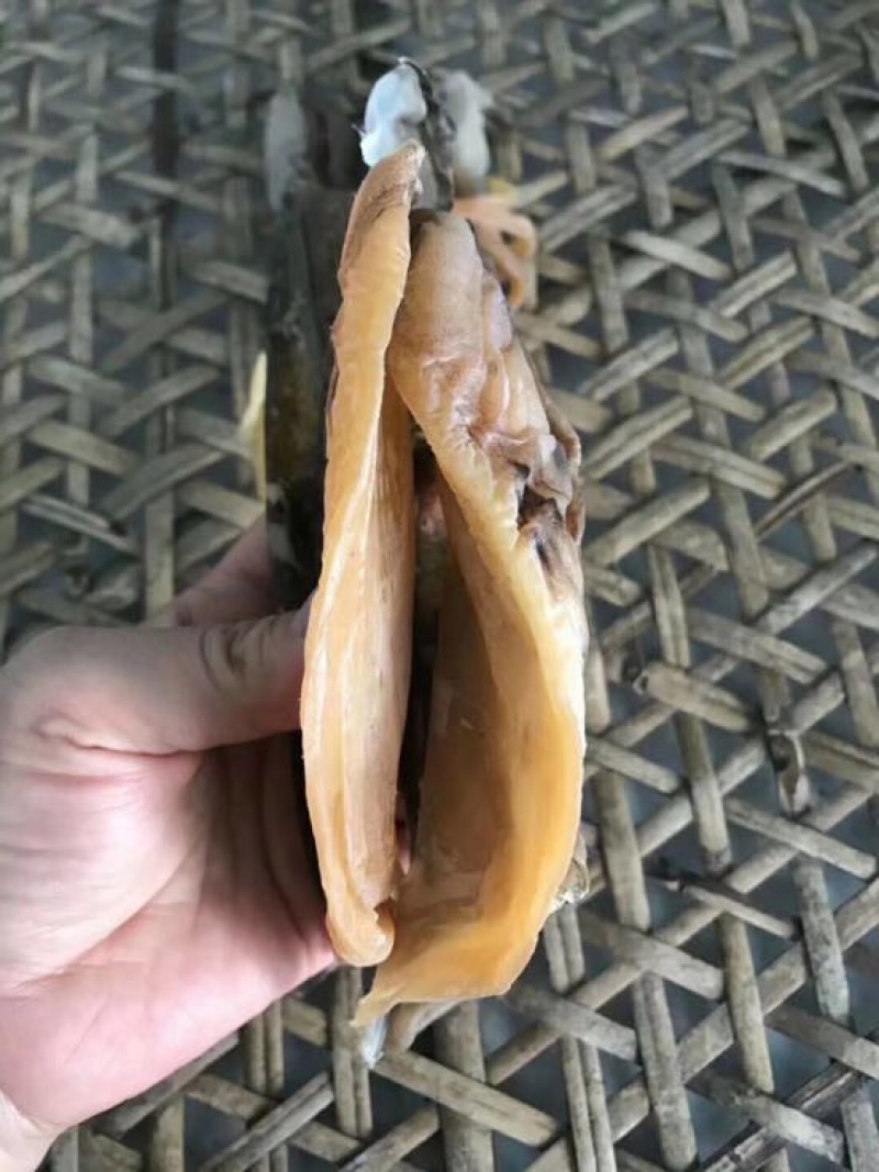 墨鱼干日晒鱼干
