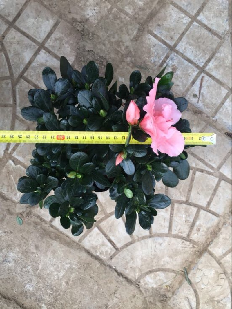 杜鹃小桃红