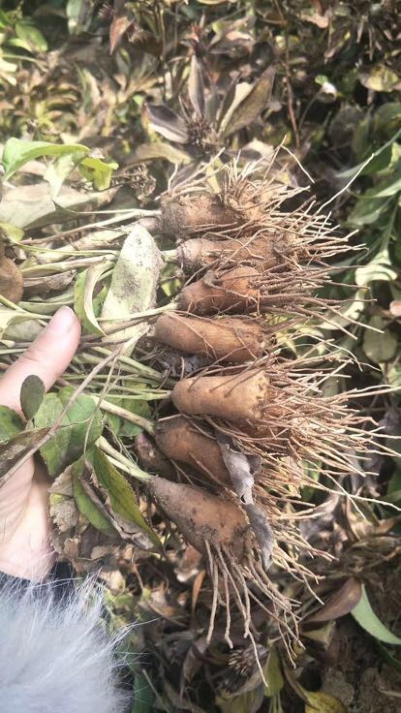 白术种苗10~20cm