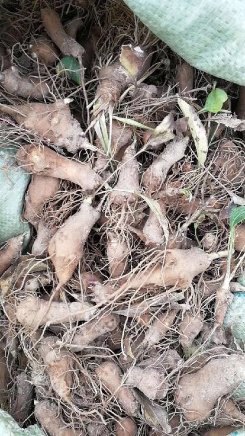 白术种苗10~20cm