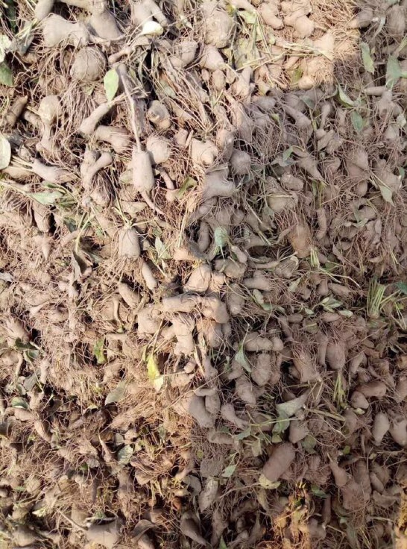 白术种苗10~20cm