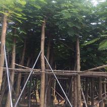 精品骨架凤凰木，18-40公分，地苗假植苗，多规格出售