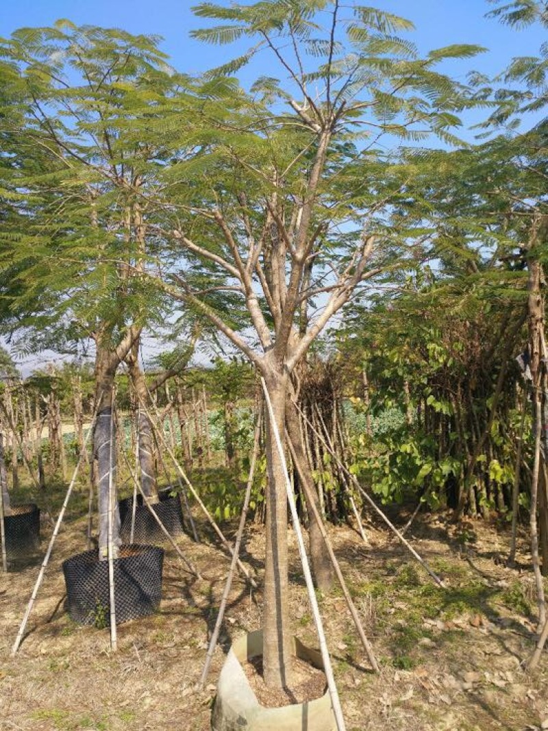 精品骨架凤凰木，18-40公分，地苗假植苗，多规格出售