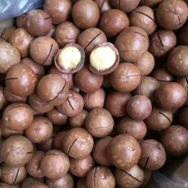 夏威夷果带壳