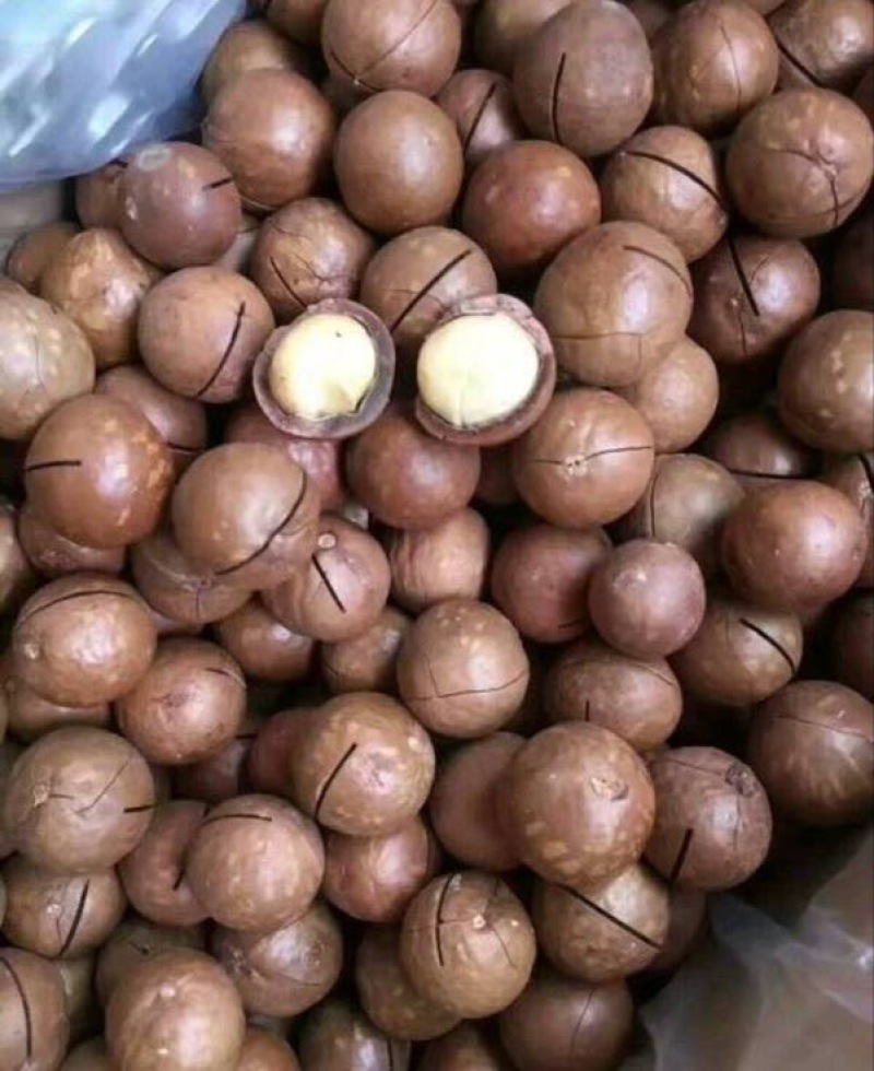 夏威夷果带壳