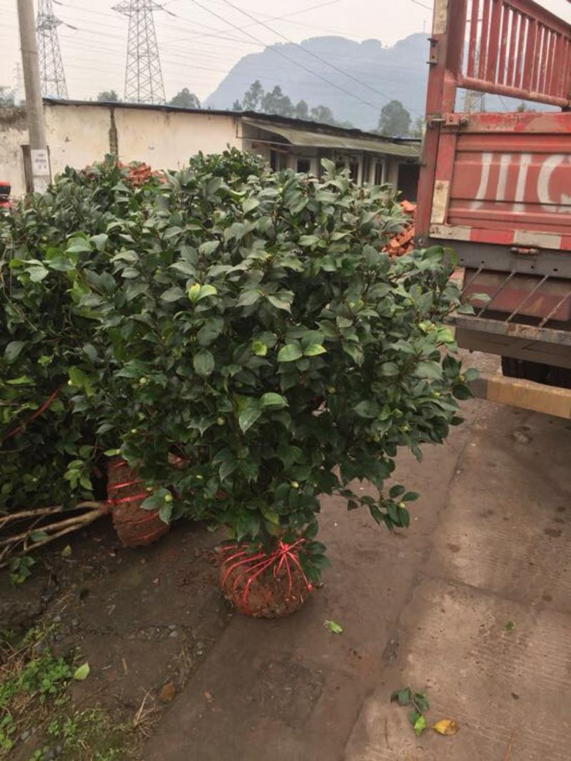 茶花树3至8公分，高1米20元上车、价格不贵。