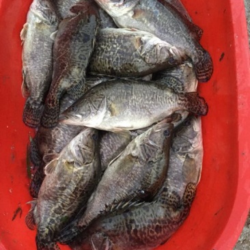斑鳜食用活鱼30~40cm