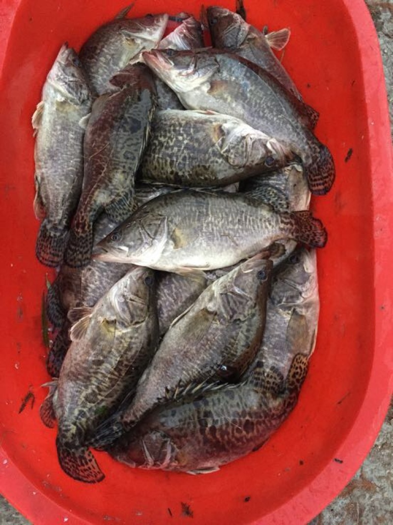 斑鳜食用活鱼30~40cm