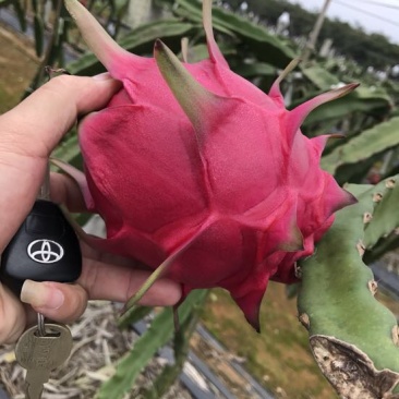 红心火龙果苗60cm种苗