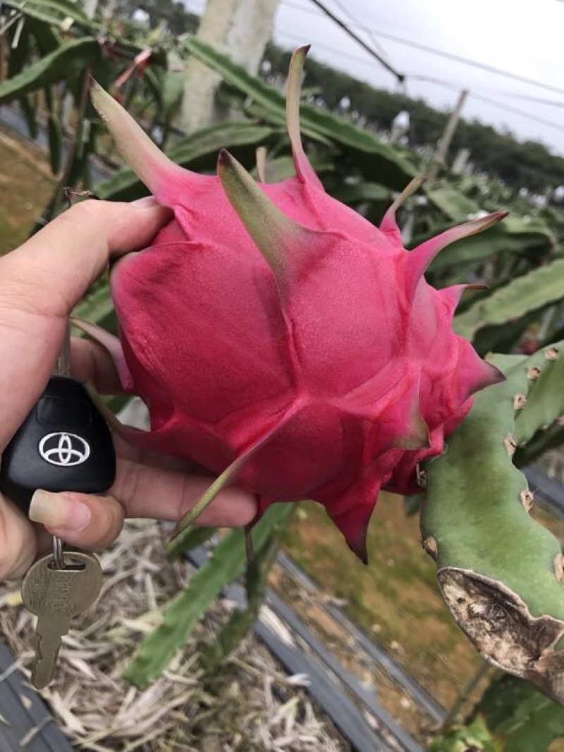 红心火龙果苗60cm种苗