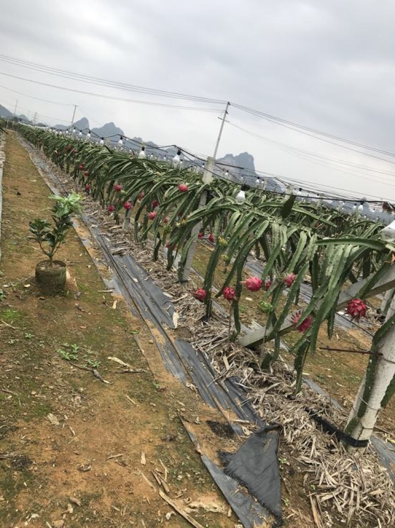 红心火龙果苗60cm种苗