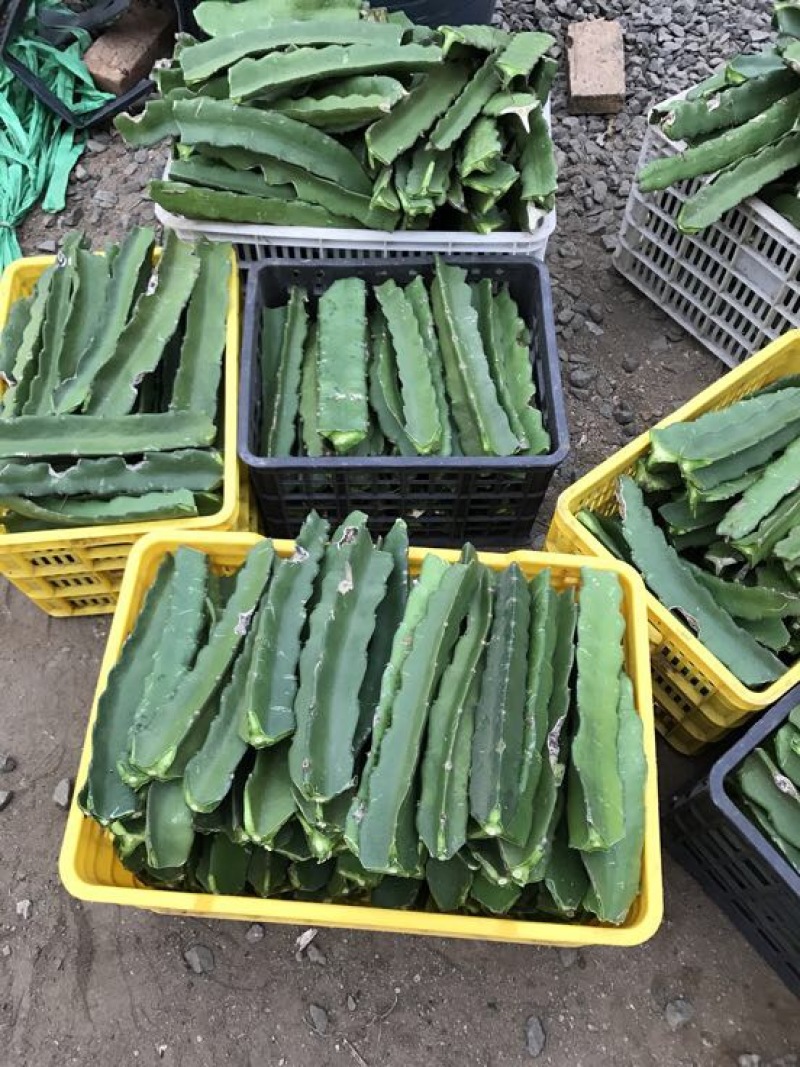 红心火龙果苗60cm种苗