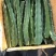 红心火龙果苗60cm种苗