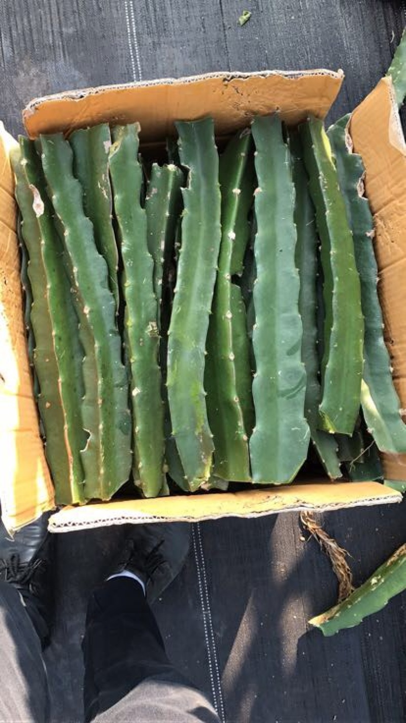 红心火龙果苗60cm种苗