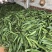 红心火龙果苗60cm种苗