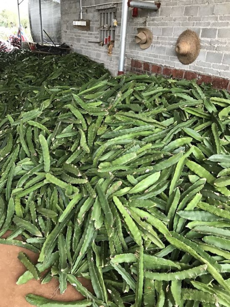 红心火龙果苗60cm种苗
