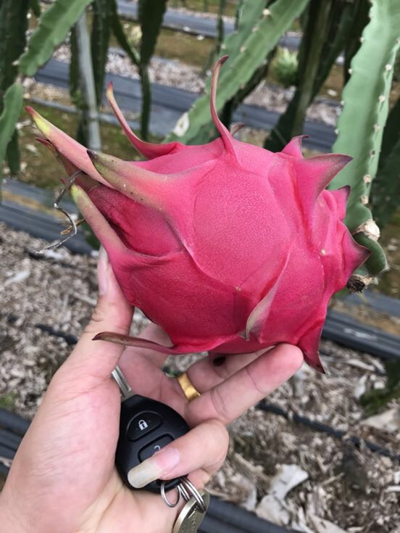 红心火龙果苗60cm种苗