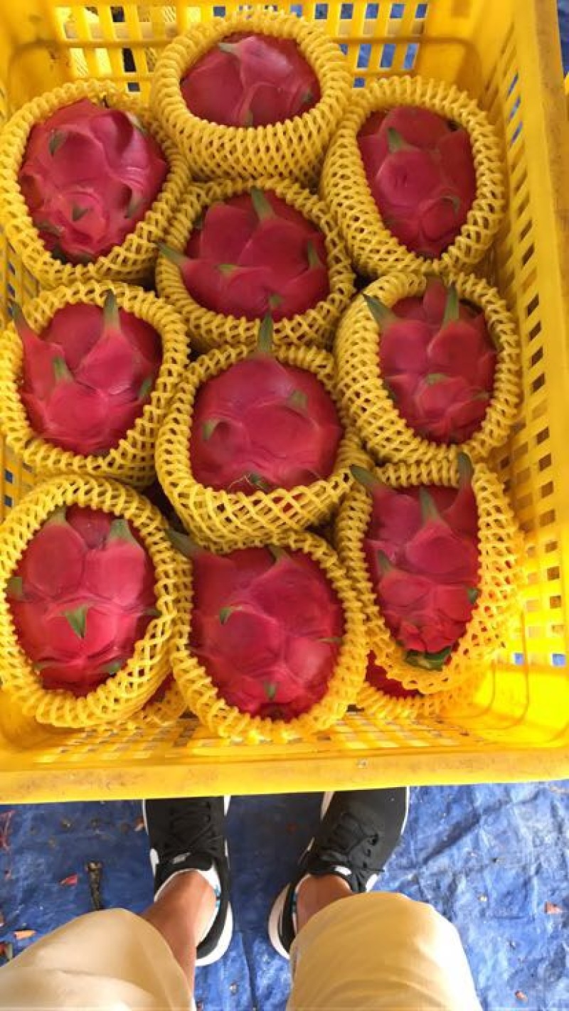 红心火龙果苗60cm种苗