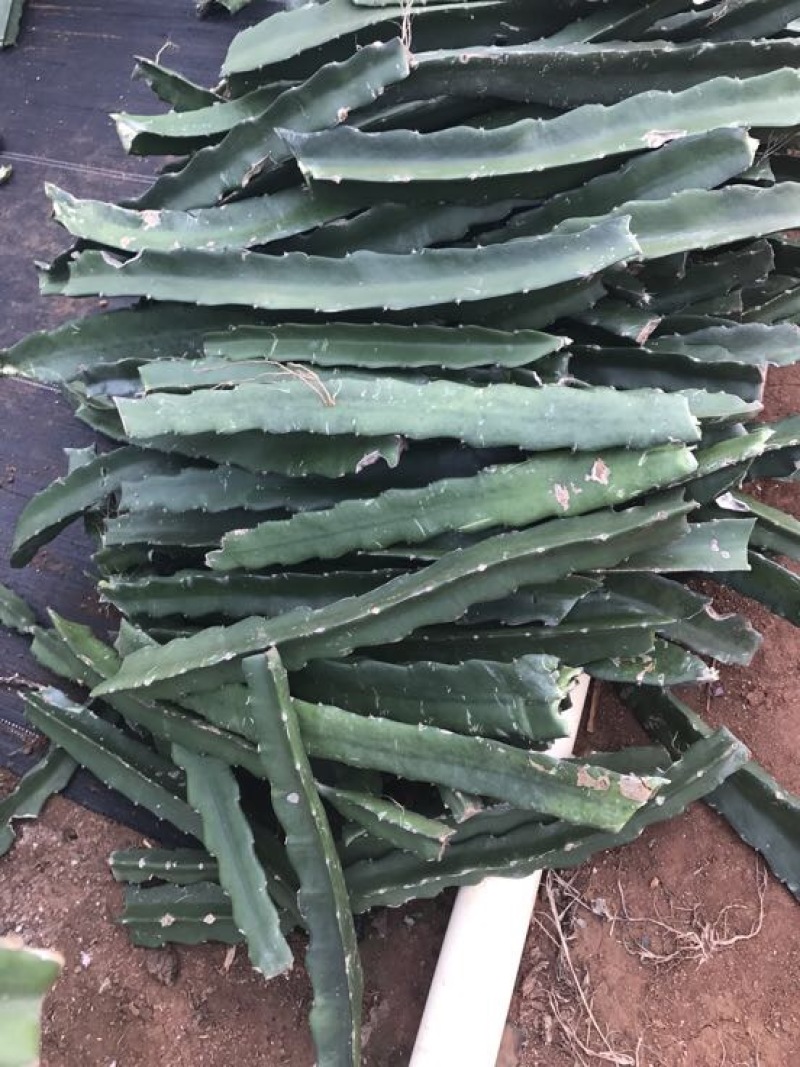 红心火龙果苗60cm种苗