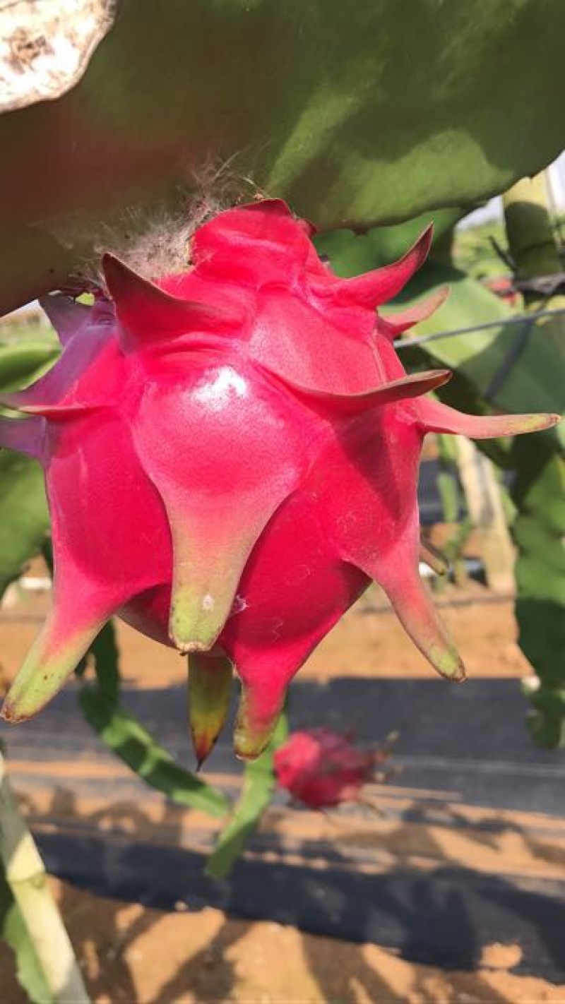 红心火龙果苗60cm种苗