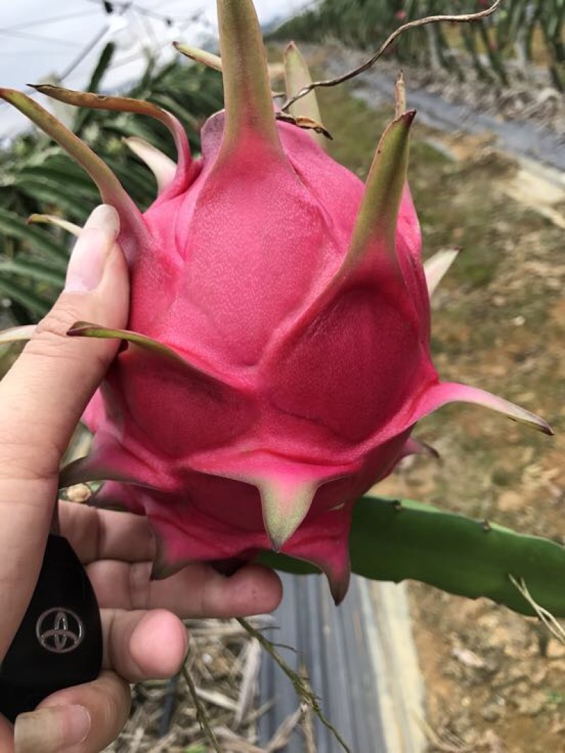 红心火龙果苗60cm种苗