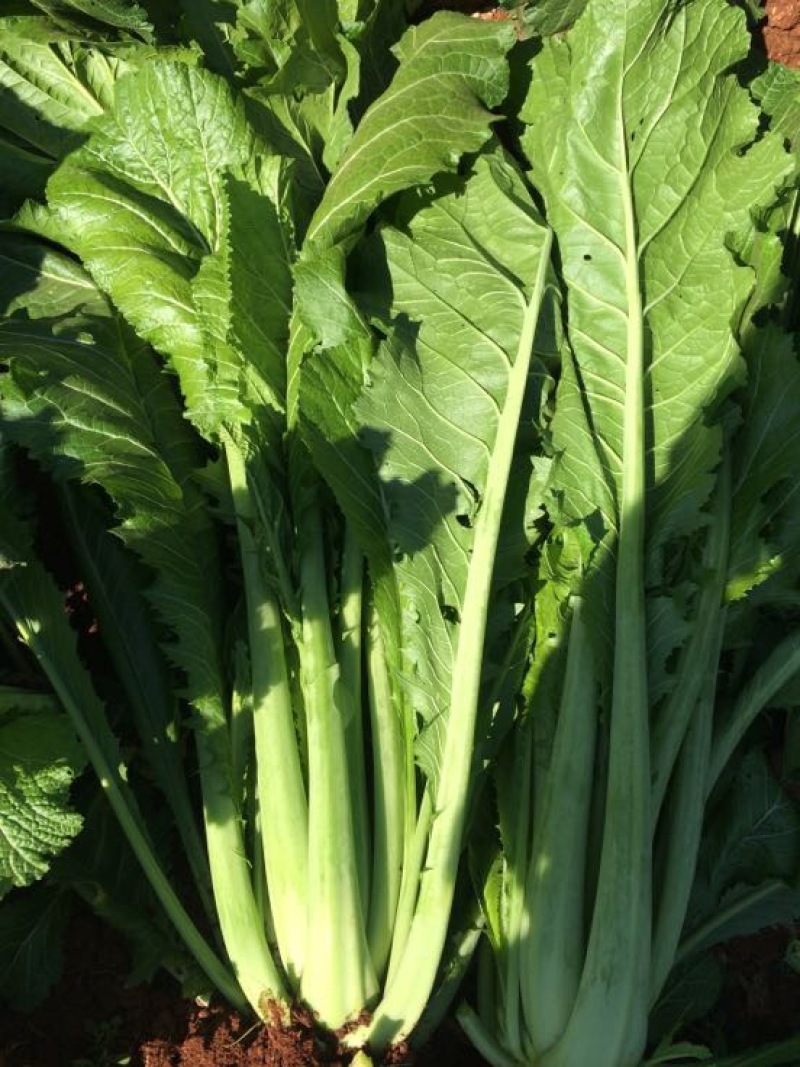 产地直供加工厂泡菜青菜货源充足实力代办