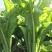 产地直供加工厂泡菜青菜货源充足实力代办