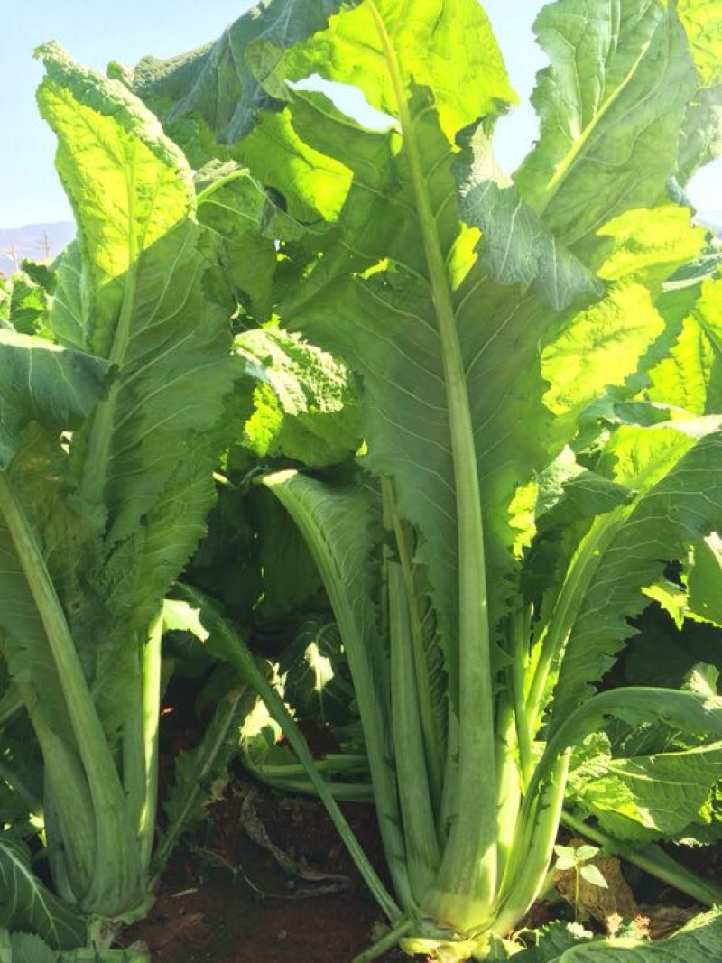 产地直供加工厂泡菜青菜货源充足实力代办