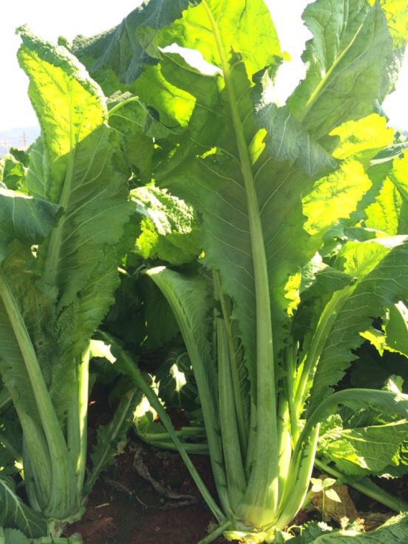 产地直供加工厂泡菜青菜货源充足实力代办