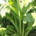 产地直供加工厂泡菜青菜货源充足实力代办