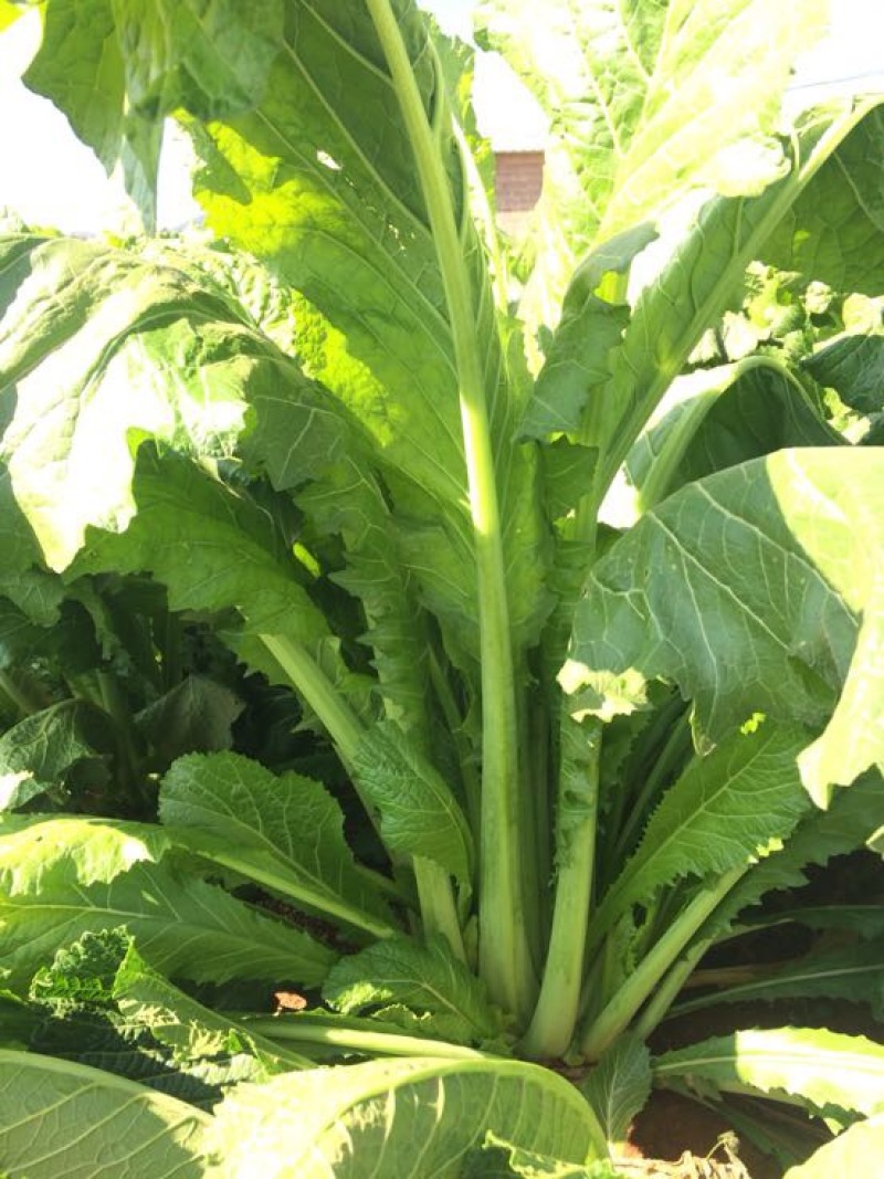 产地直供加工厂泡菜青菜货源充足实力代办