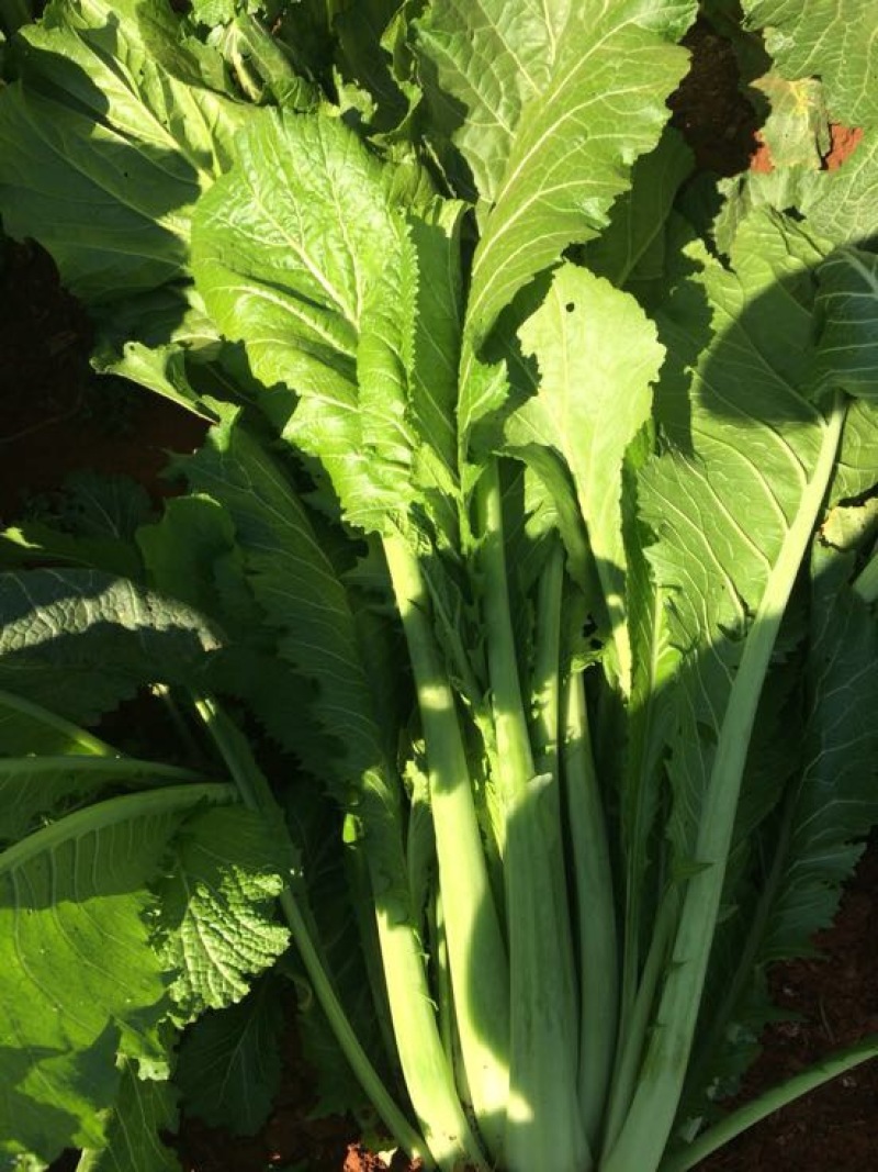 产地直供加工厂泡菜青菜货源充足实力代办