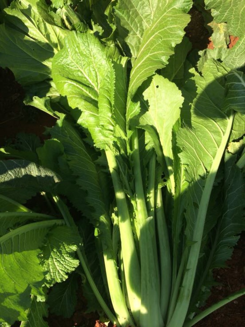 产地直供加工厂泡菜青菜货源充足实力代办