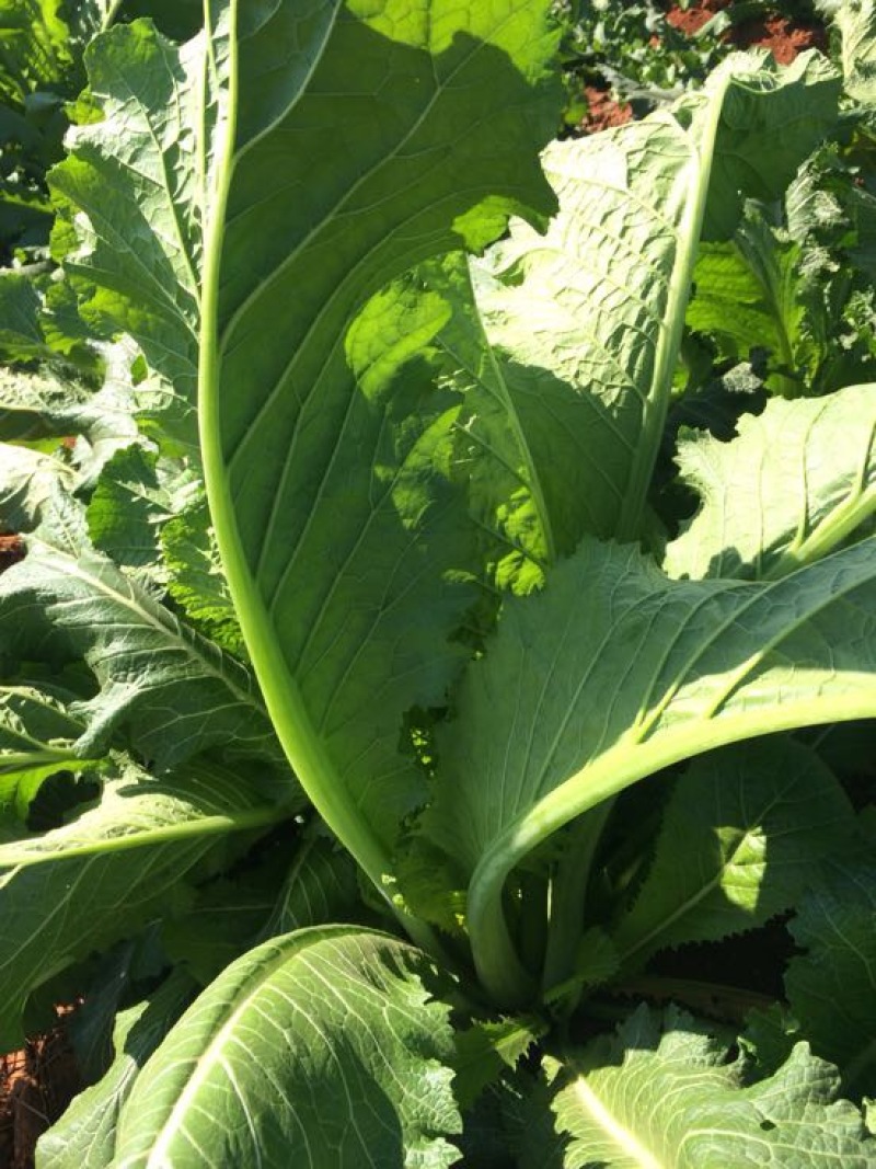产地直供加工厂泡菜青菜货源充足实力代办