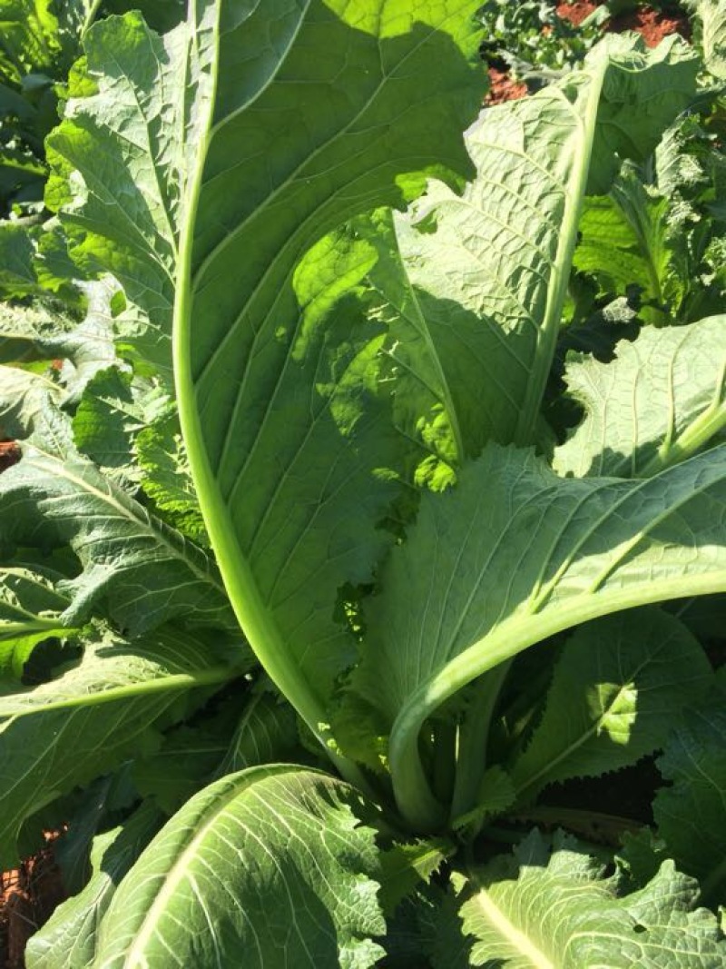 产地直供加工厂泡菜青菜货源充足实力代办