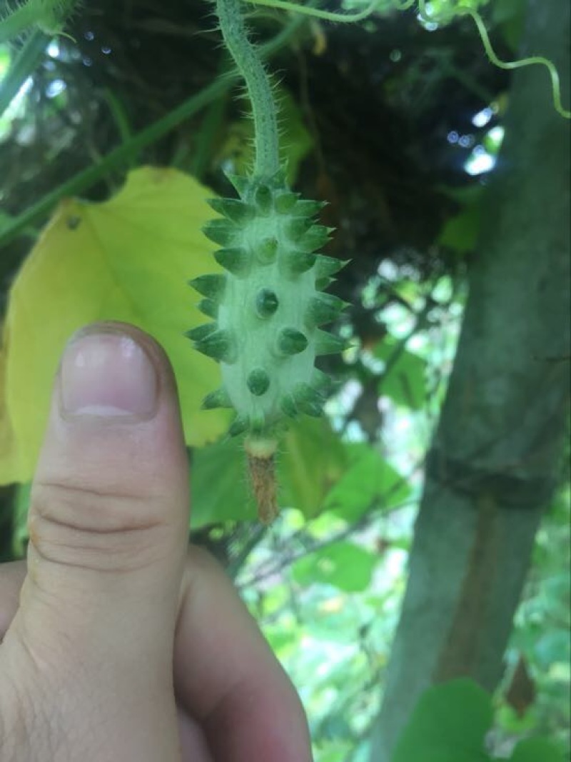 火参果种子火星果海参果非洲蜜瓜种子刺角籽蔬菜四季盆栽蔬菜