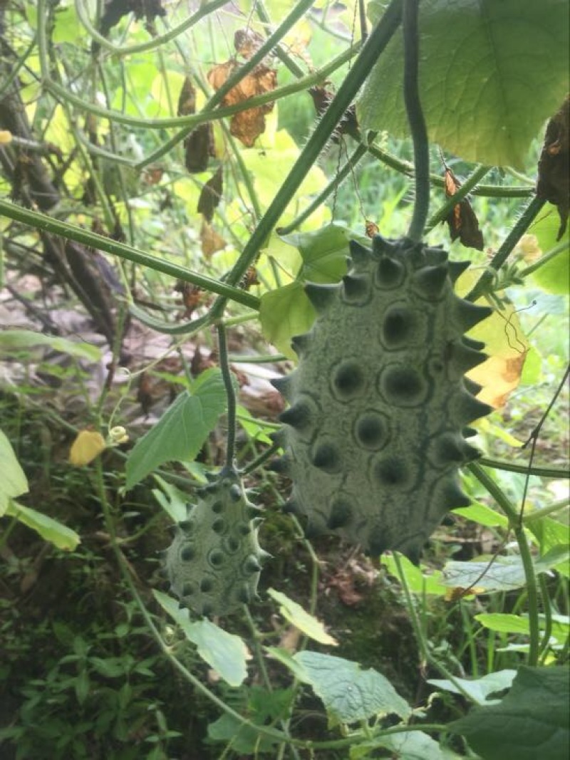 火参果种子火星果海参果非洲蜜瓜种子刺角籽蔬菜四季盆栽蔬菜