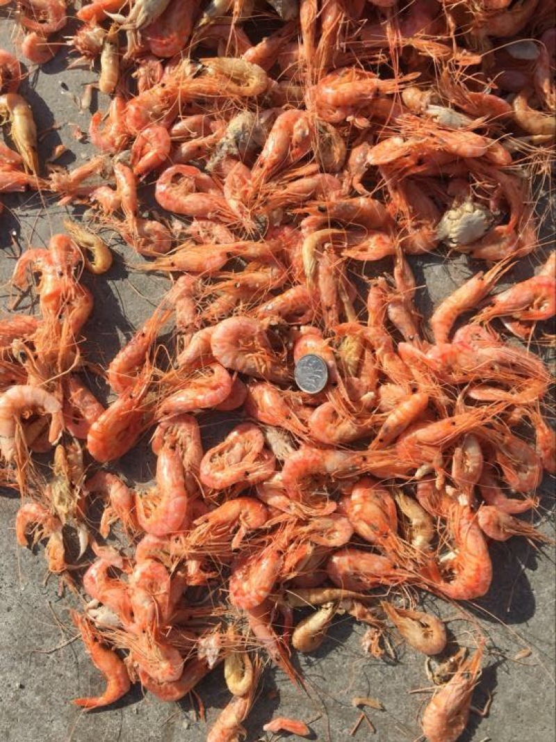 对虾干