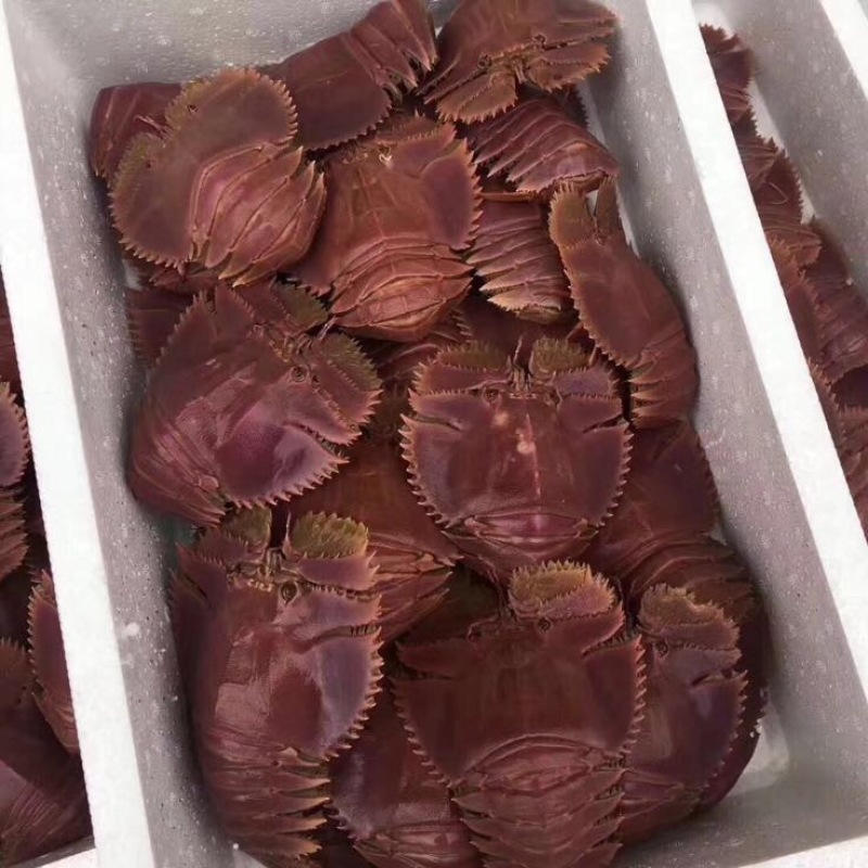 琵琶虾食用活虾